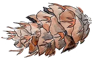 Fir cone sketch